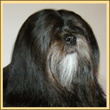 Lhasa Apso