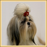 Shih-tzu