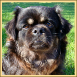 Tibetan Spaniel