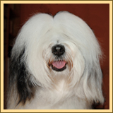 Tibetan Terrier